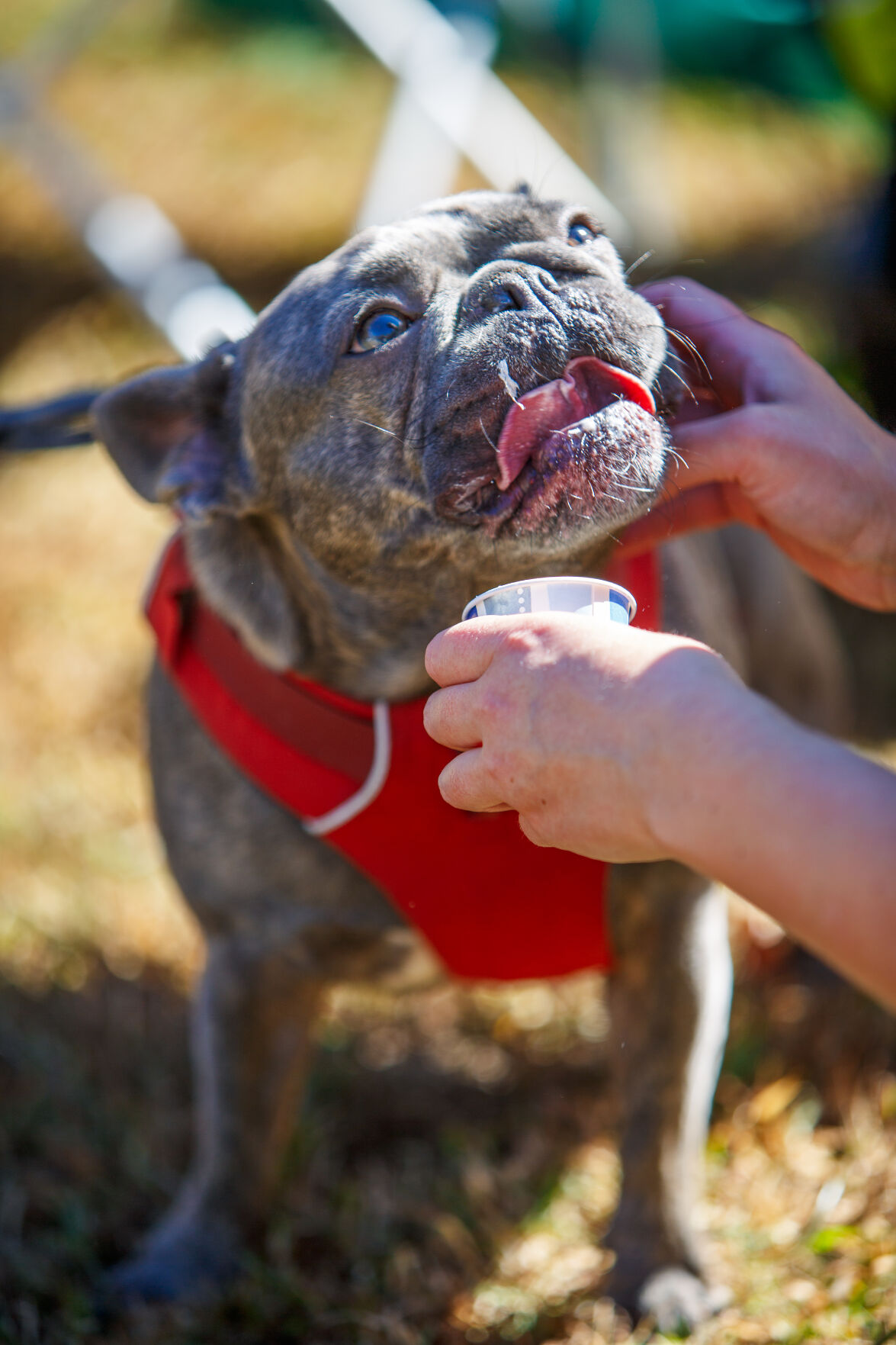 WSM Dogmore15 102322.jpg